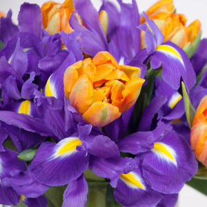 Iris, Tulpen