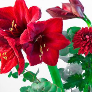 Amaryllis, Chrysanthemen, Eucalyptus