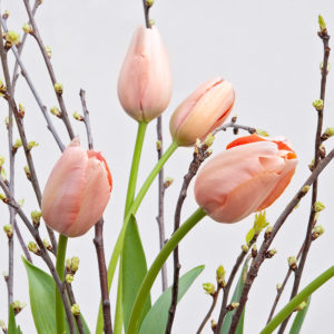 Französische Tulpen, Kirsche