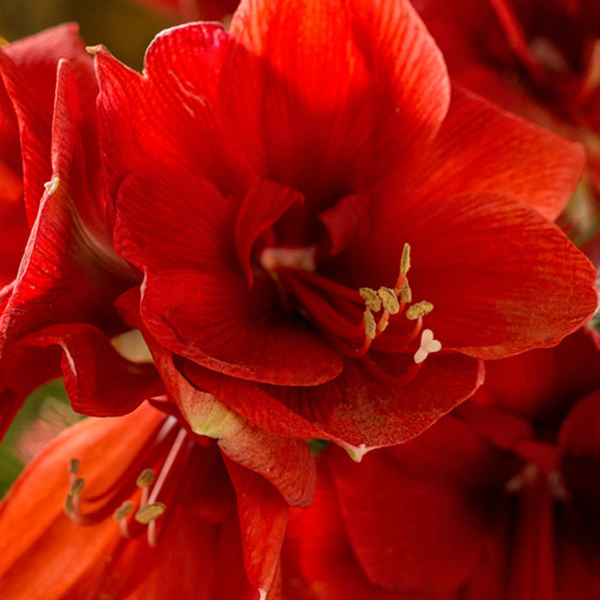 Rote Amaryllis