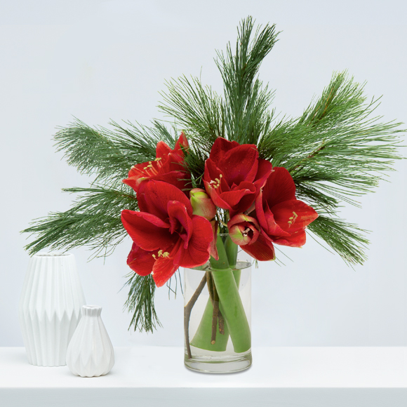 Weihnachtsblumen-kiefer-amaryllis