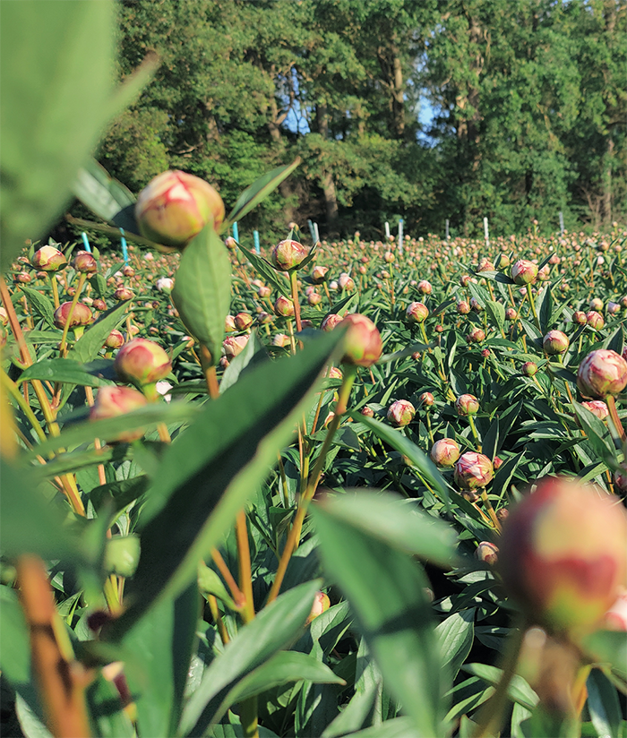 Peonies Vermöhlen Pfingstrosenfeld