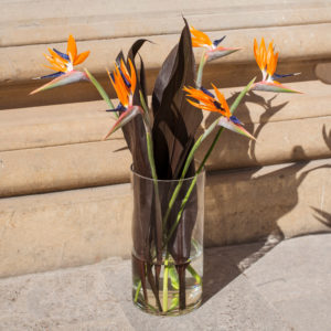 Strelitzie-Strelitzia-Paradisvogelblume-Papageienblume (1)