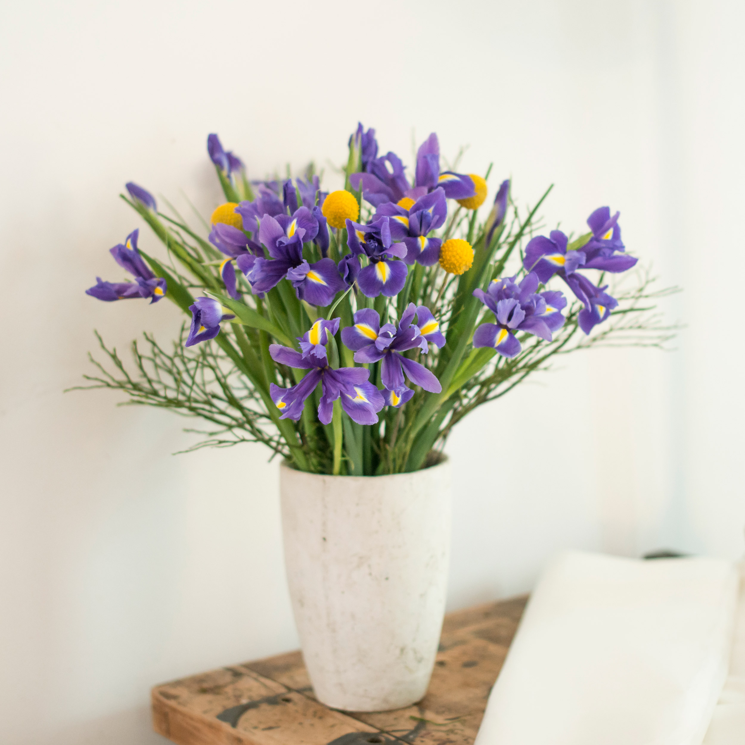 Iris Blumen Pflege