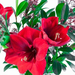 Amaryllis und Skimmia