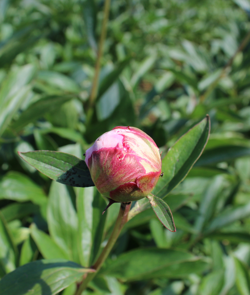 Peonies Vermöhlen Pfingstrosenfeld