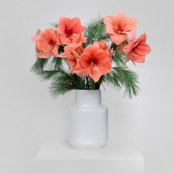 lachsfarbene amaryllis