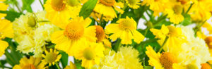 Hello Yellow: Helenium und Nelken