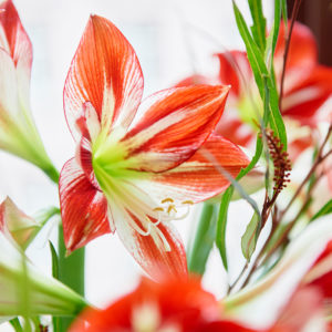 Amaryllis und Grevillea