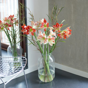 Amaryllis und Grevillea