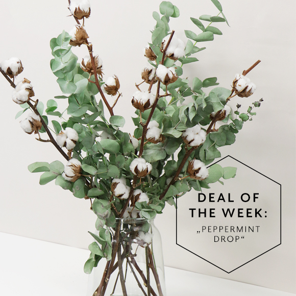 Deal_of_the_Week_KW08