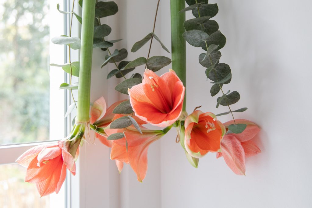 Diy hängende amaryllis fensterdeko