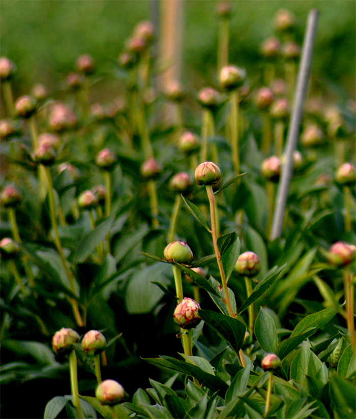 Peonies Vermöhlen Pfingstrosenfeld