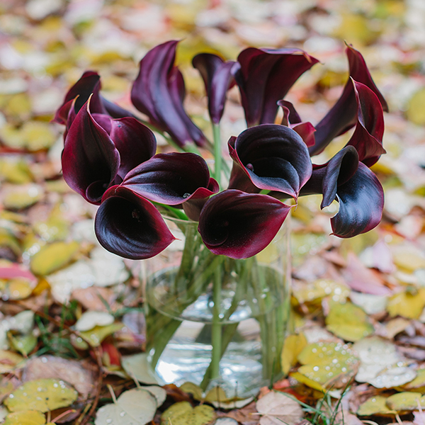 Calla-violett