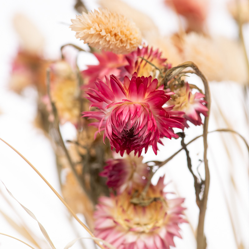 Wie pflegt man Trockenblumen