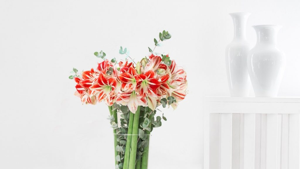 Pflegetipps Amaryllis