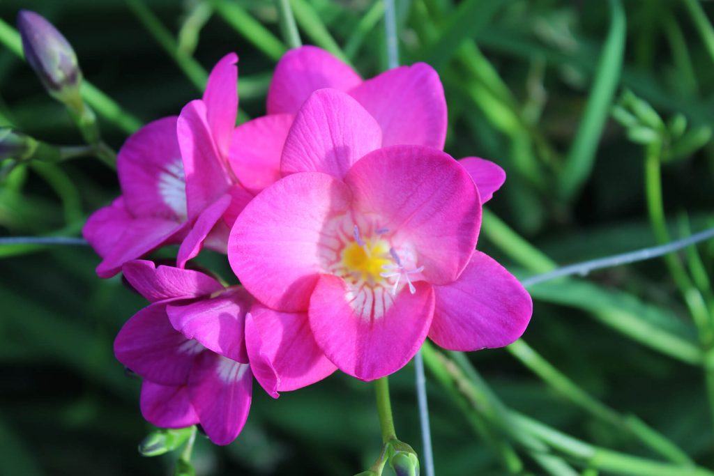 Violette Freesienblüte 