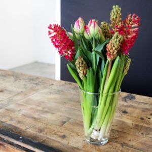 rosa-Tulpen-Tulipa-mit-roten-Hyazinthen-Hyacinthus