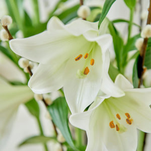 Lilien, Weidenkätzchen